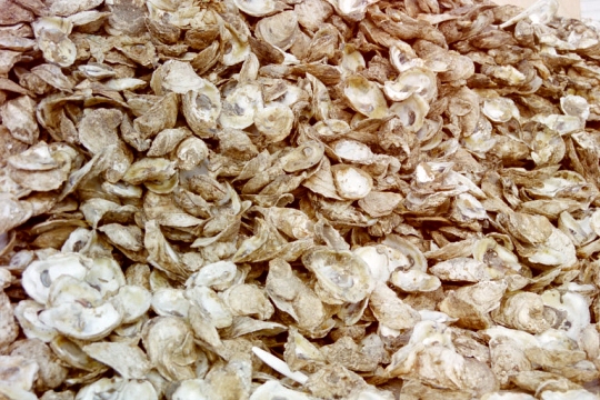 A pile of oyster shells at the Oyster Festival in Leonardtown. (somd.com file photo)